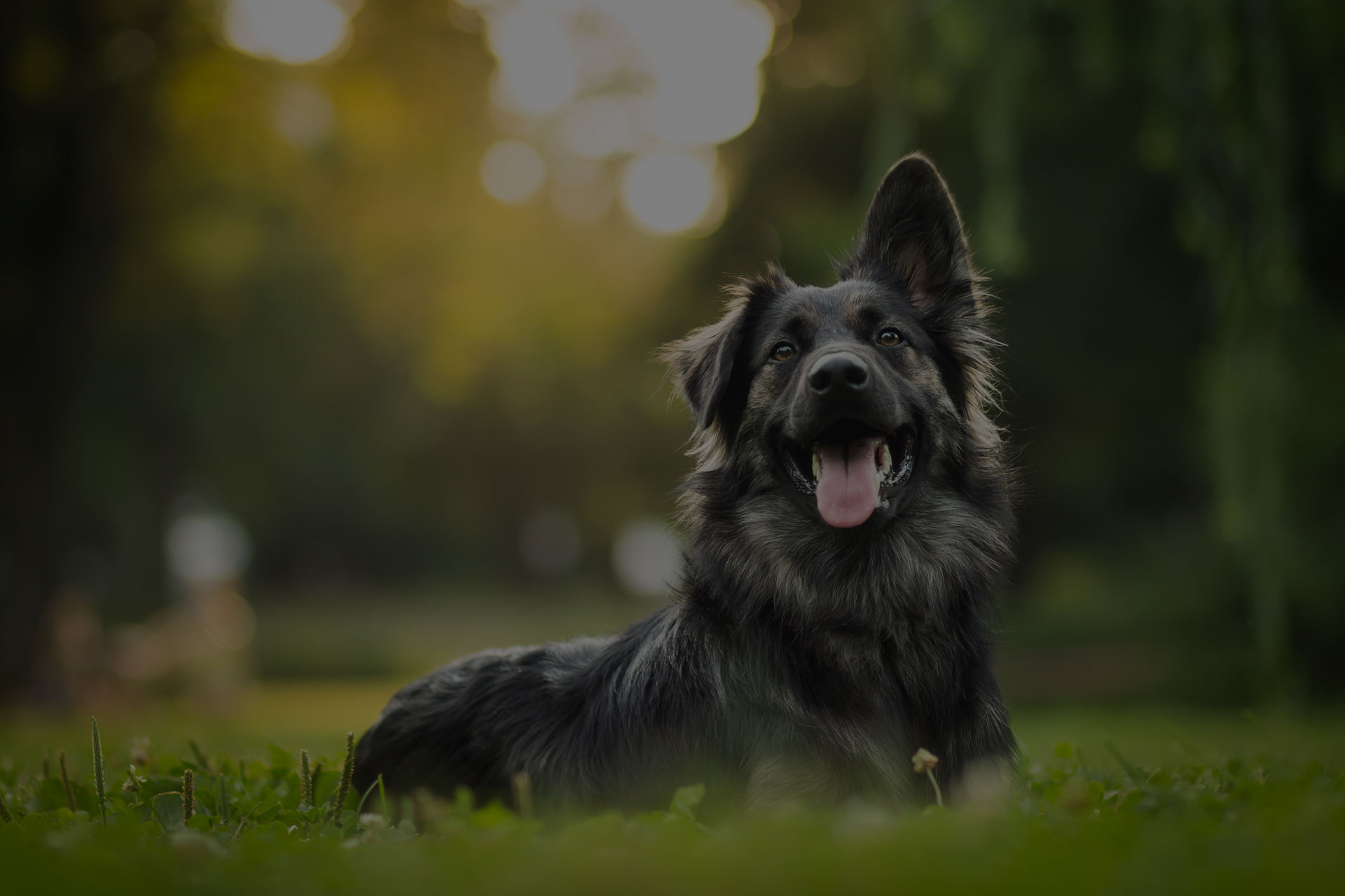 amazing portrait of young crossbreed dog (german shepherd) during sunset in grass