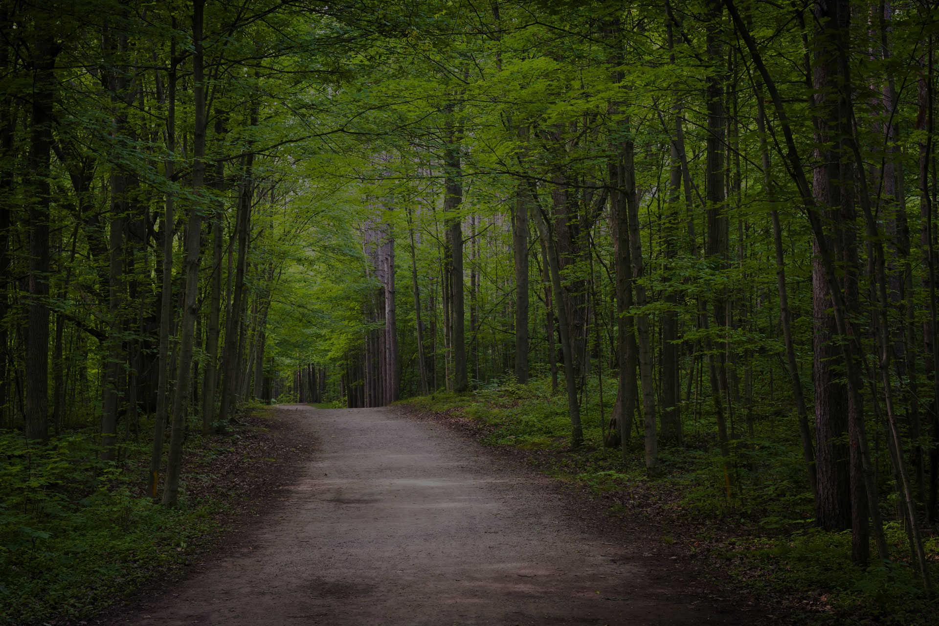 Hiking trail in green summer forest with sunshine. Hilton Falls conservation area, Ontario, Canada