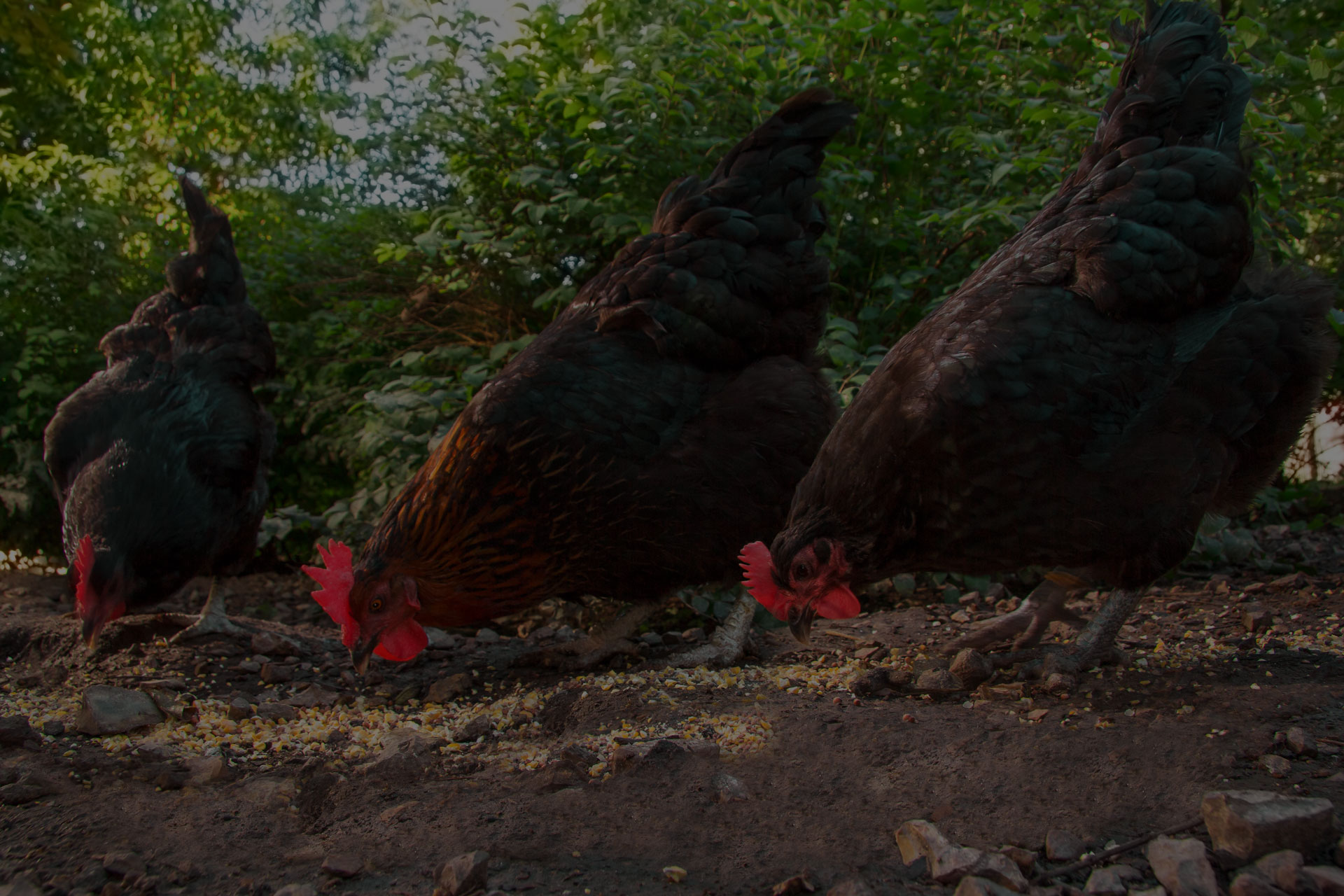 Three Black Australorp hens scratch for food in the barnyard