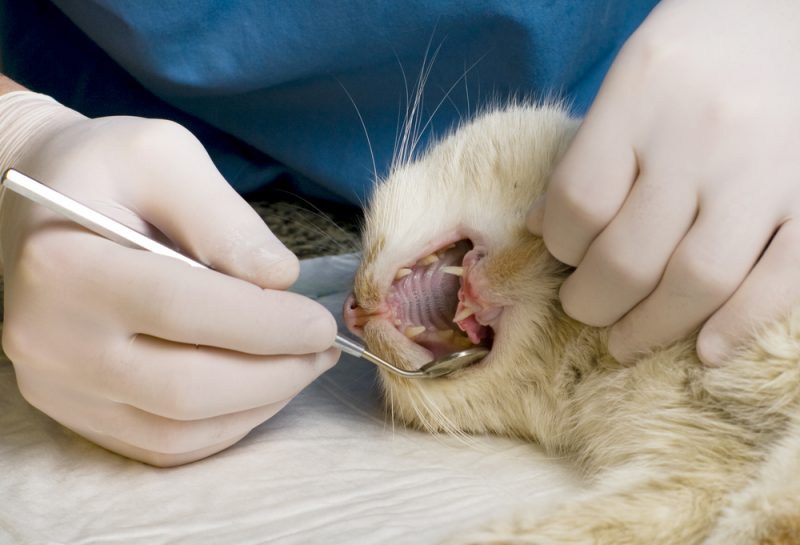 Dogs Drool, and Cats...Do, Too? Signs of Common Dental Diseases in Your ...