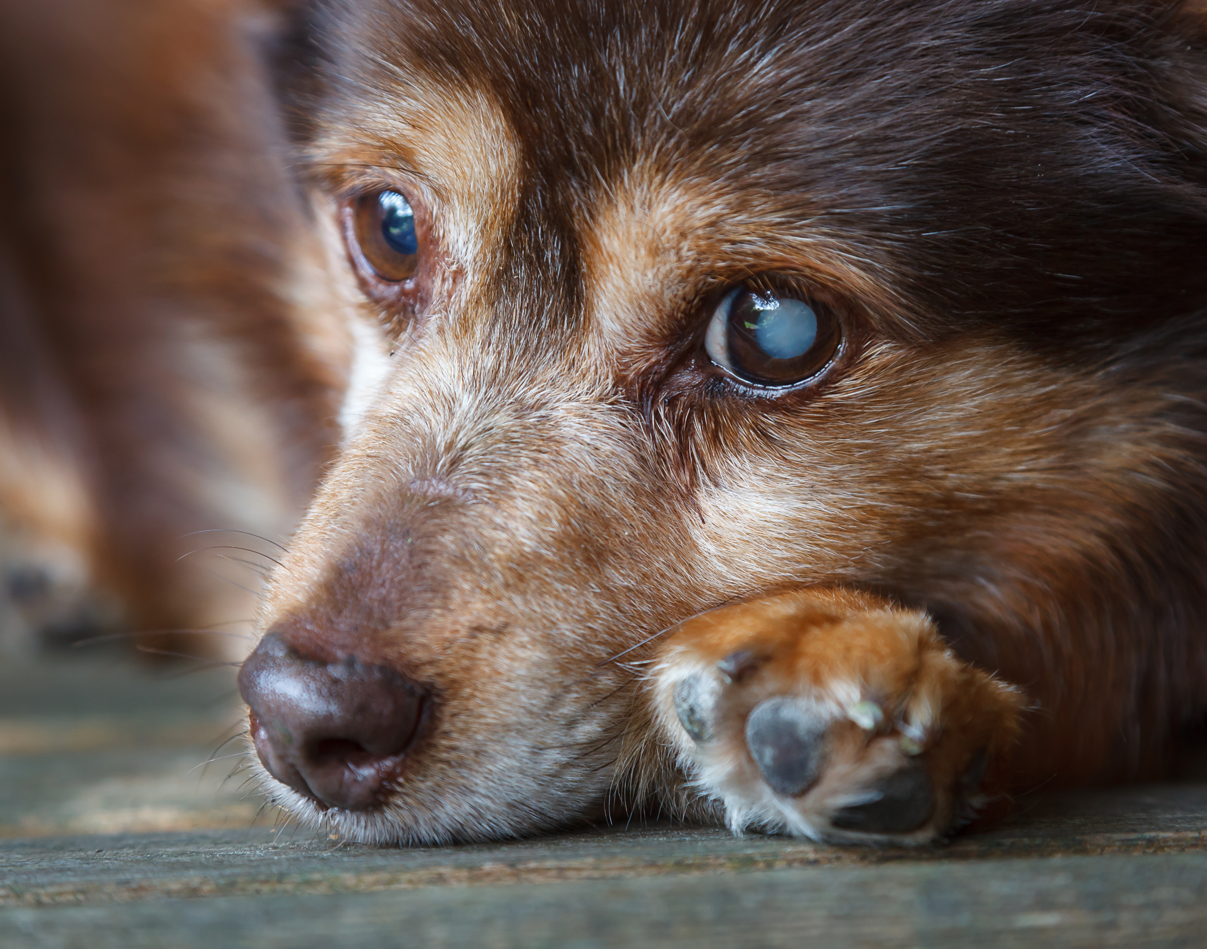 Missed insulin store shot for dog