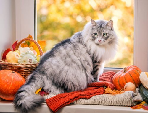 pumpkin for diabetic cats