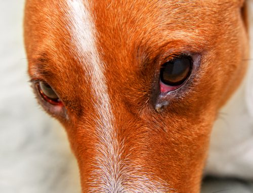 5 Reasons Why Your Pet’s Eye is Red