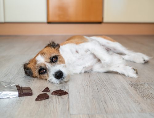 Chocolate and Pets Don’t Mix: Understanding the Risks of Chocolate Toxicity