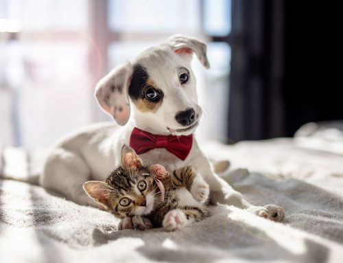 Essential Training Tips for Raising a Happy and Healthy Puppy or Kitten