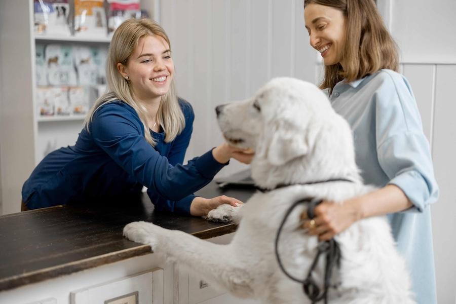 Staff member interacts with large white dog.